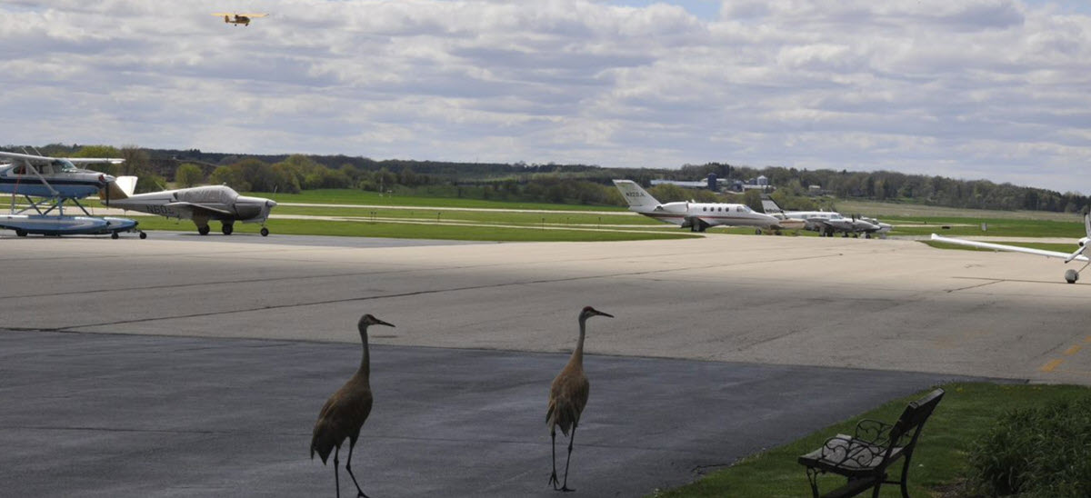 How to Deal With Birds at Airports and Hangars